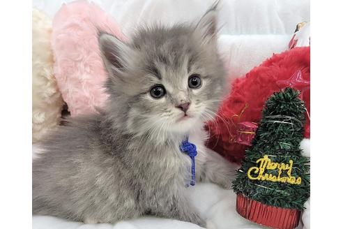 成約済の埼玉県のサイベリアン-19978の3枚目